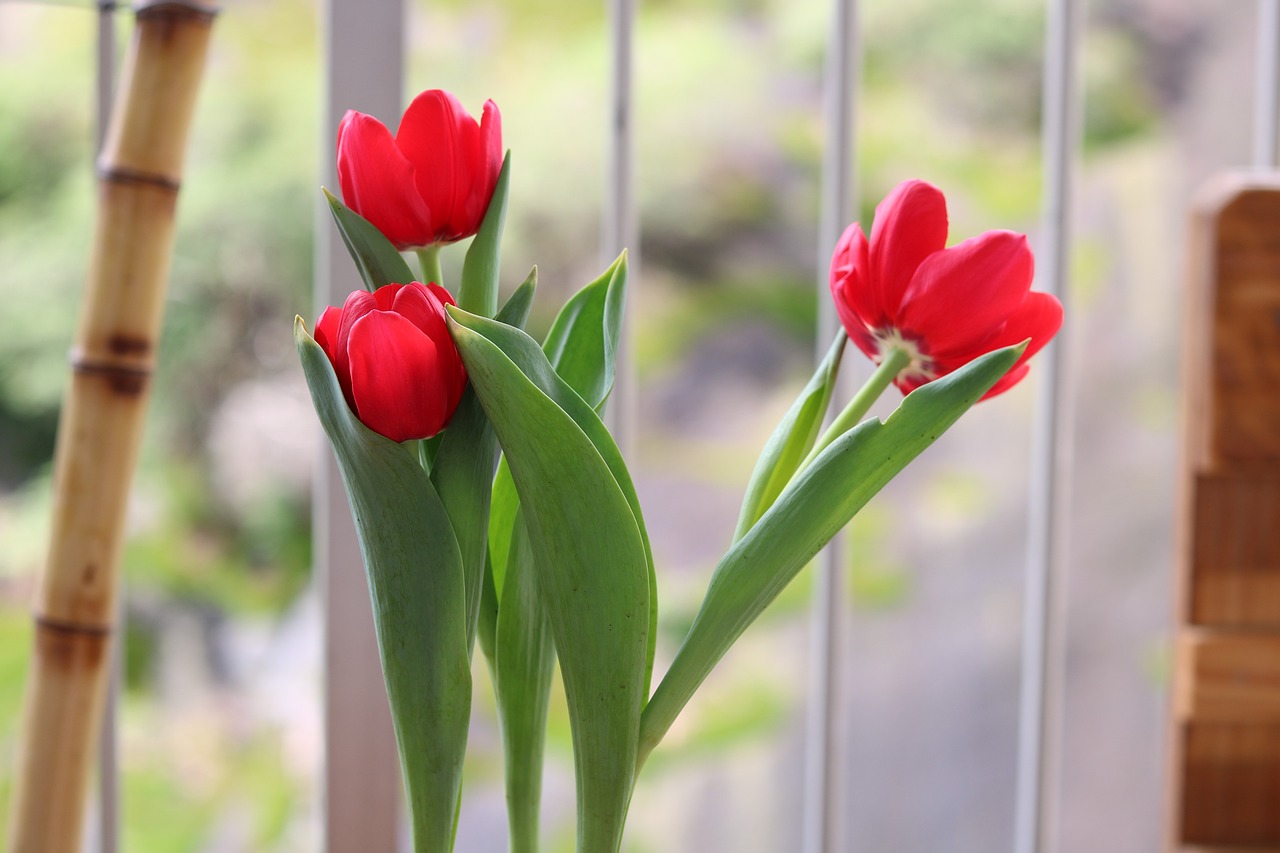 花卉大观园的魅力与冬季室内花卉的养护花卉大观园的特点	冬季适合哪些室内花卉养护  第1张